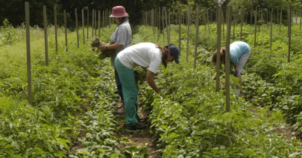 Advantages of Market Gardening in AP Human Geography